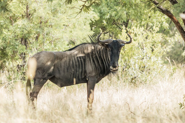 Blue wildebeest