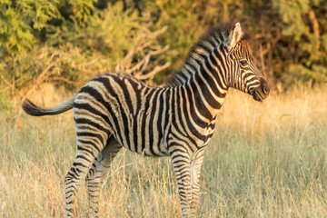 Fototapeta na wymiar Young Plains Zebra