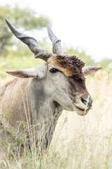 Male Eland