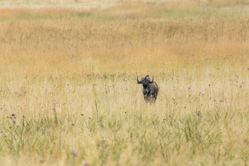 Obraz na płótnie Canvas Black wildebeest