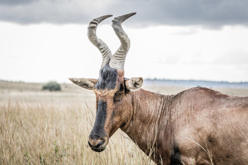 Red hartebeest