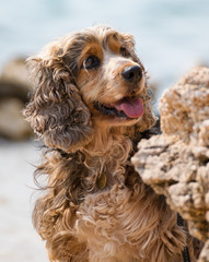 Brown little dog shows tongue.