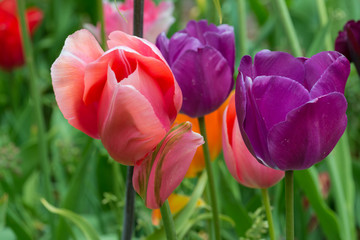 Fototapeta premium Multicolored Tulips 