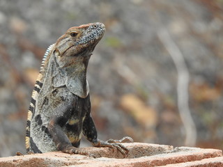 Iguana has his eye on me, Costa Rica 