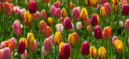 Obraz premium Wielobarwne tulipany