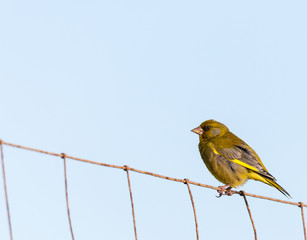 small and funny bird called greenfinch