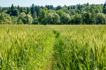 Green rye on the field in June
