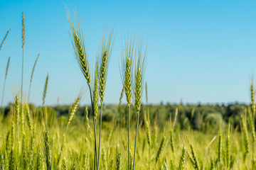 Green rye on the field in June
