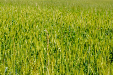 Green rye on the field in June
