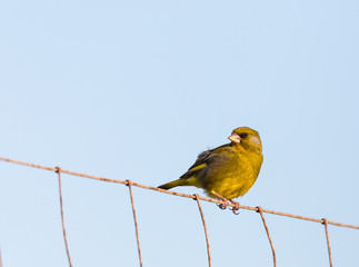 small and funny bird called greenfinch