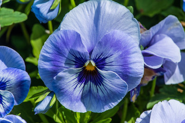 Pansy 