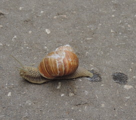 Great snail.