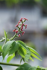 Flower of Manchurian walnut