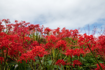 彼岸花　秋イメージ