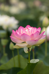 Obraz premium 蓮の花