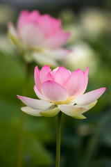Naklejka premium 蓮の花