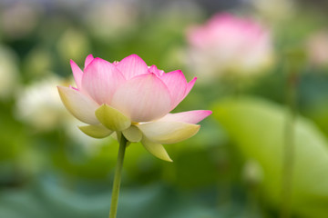 Obraz premium 蓮の花