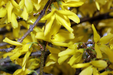 Flowering shrubs delight the viewer in spring,

