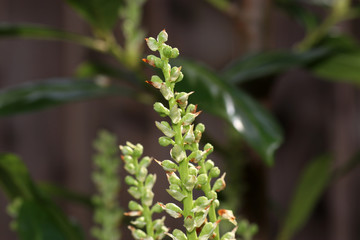 The laurel cherry, also called Pontic laurel cherry and cherry laurel, is a plant of the rose family.
