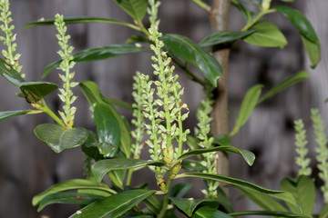 Fototapeta premium The laurel cherry, also called Pontic laurel cherry and cherry laurel, is a plant of the rose family. 
