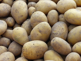 Markttag - Kartoffeln