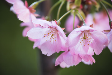 Obraz premium 桜の花