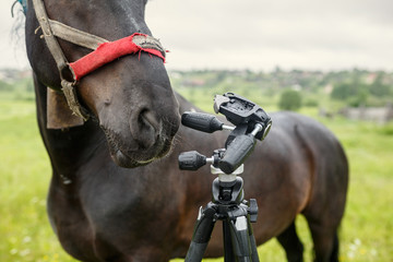 Black country horse in ragged harness researching the tripod for the camera. Russia.
