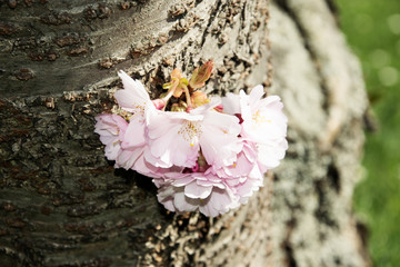  flowering on the tree trunk