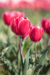 チューリップの花