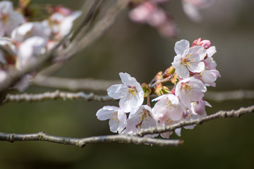 桜の花