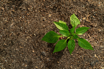 New Green Plant Growing In Brown Soil