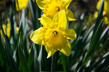Obraz premium yellow easter bells in closeup