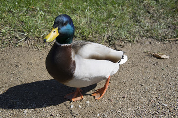 duck on the beach of the river Main near the city of Obbenburg in Bavaria