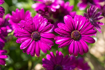 Obraz premium デイジーの花