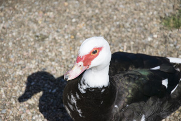  Duck in closeup