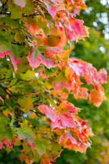 Bright autumn maple leaves in the open air