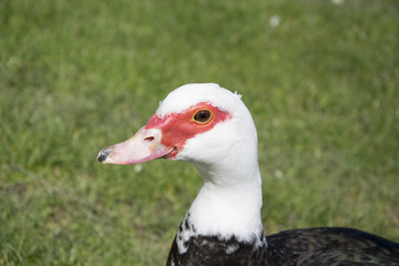  Duck in closeup