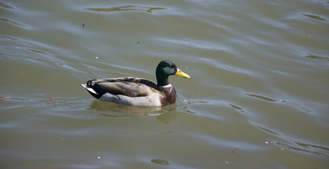 one duck in the river Main near the city of Obbernburg