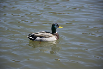 one duck in the river Main near the city of Obbernburg