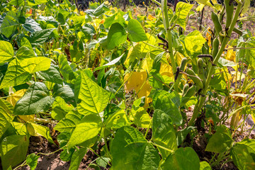 Beans grow in the garden
