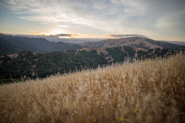 Golden grasses with a shallow depth of field from a hilltop