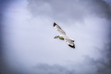 A baby green turtle in the mouth of a juvenile seagull flying in the air. 