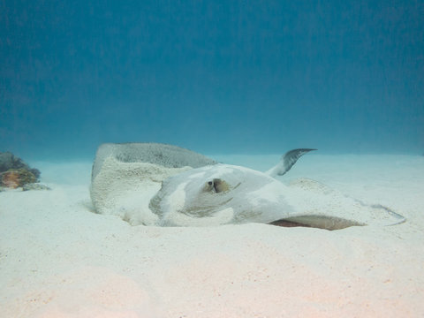 Cowtail stingray moving away from the sand patch it was sitting in. The ray is displacing sand from its body. 