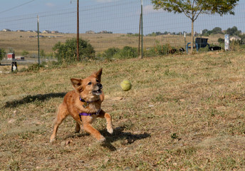 Naklejka premium Brown mixed breed dog chasing ball as it bounces in mid air at dog park