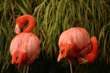 Fototapeta premium Two Flamingos