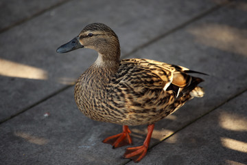 Female Mallard Duck