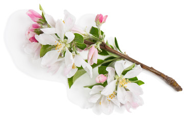Apple twig in bloom.