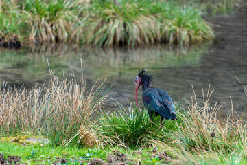 Waldrapp