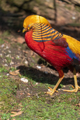 Bunter goldener Fasan