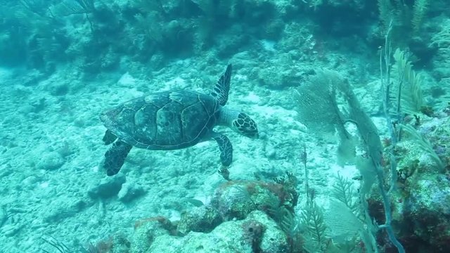 Sea turtle swimming in the coral reefs of the caribbean sea, Riviera Maya. Mexico